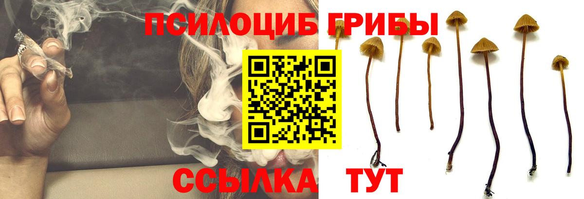Псилоцибиновые грибы мицелий Люберцы